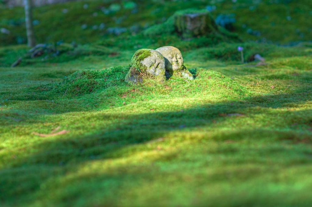 Garten von Ehren als traditionsreiche Anlaufstelle für Gartenfreunde