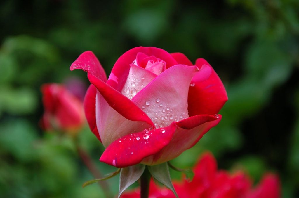 Pötschke Garten Online Shop als bequeme Lösung für Pflanzenliebhaber