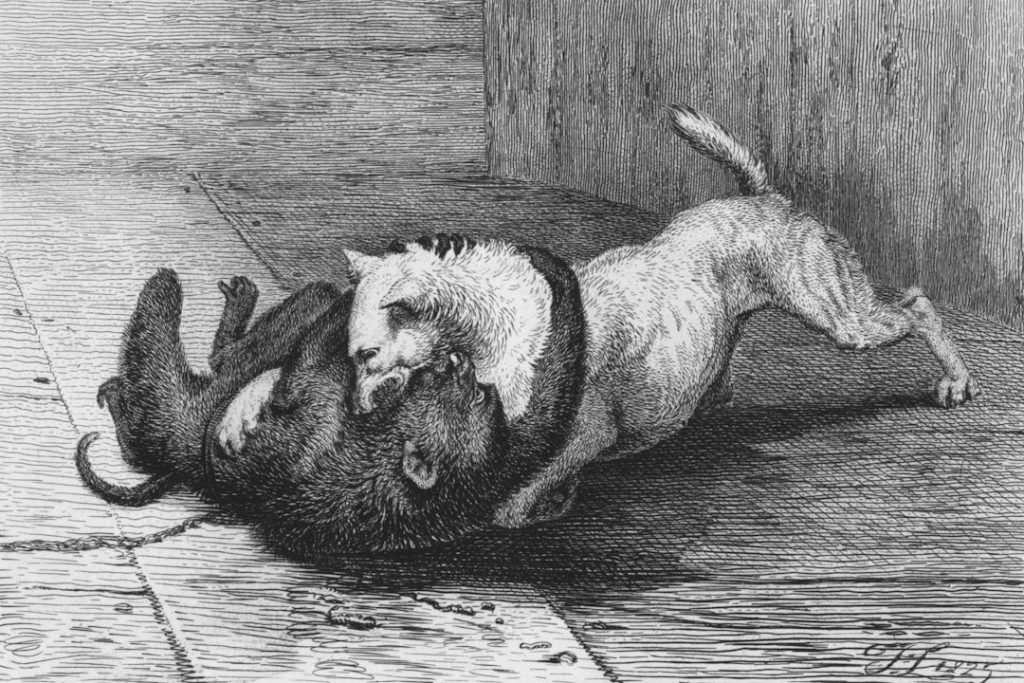 Ratten im Garten erfolgreich fernhalten: So gelingt es Ihnen