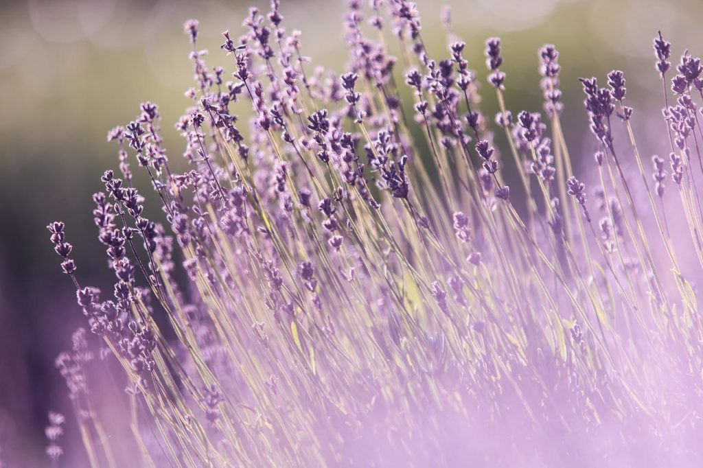 Lavendel pflanzen: Duft und Farbe für den Garten