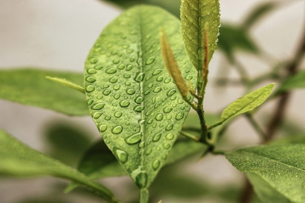 Nachhaltigkeit im Garten: praktische Tipps für mehr Natur und weniger Aufwand